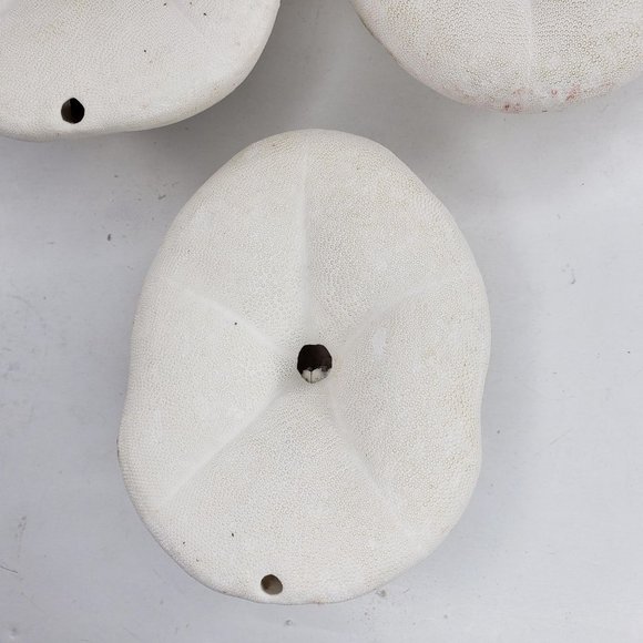 Large Sand Dollar Sea Biscuit Puffy 5" x 4" Vintage Natural Set of 3 - Picture 13 of 13